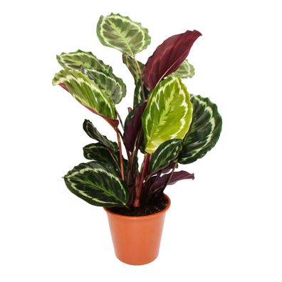 XXL-Schattenpflanze mit ausgefallenem Blattmuster - Calathea roseapicta "Medaillon