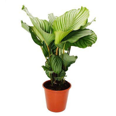 XXL-Schattenpflanze im Zebra-Look - Calathea orbifolia - 19cm Topf - ca. 70-80cm hoch