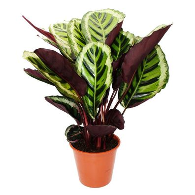 XXL-Schattenpflanze mit ausgefallenem Blattmuster - Calathea roseapicta "Angela"