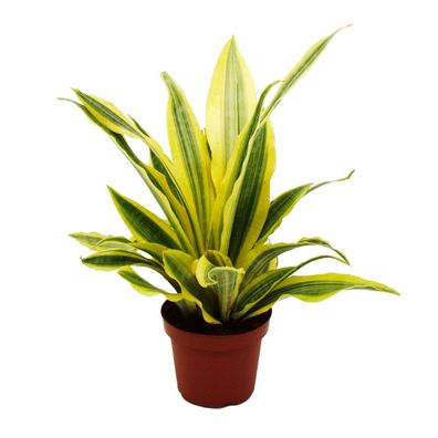 Sansevieria aubrytiana "Yellowstone" - Goldener Bogenhanf mit ausgefallener Blattf