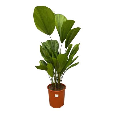Licuala Grandis - Ø27cm - 130-140cm - Zimmerpflanze - Immergrün