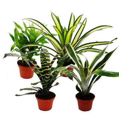 Ausgefallene XL-Bromelien "Nature's Touch" - Exotische Blattschönheiten - 15cm Topf