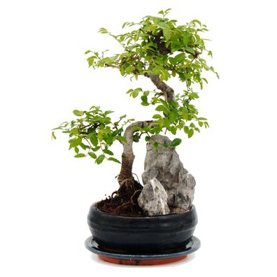 Bonsai Chinesische Ulme - Ulmus parviflora - Dekorative Felslandschaft - ca. 6 Jahre