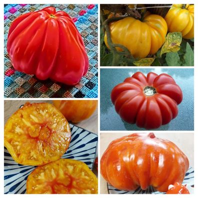 Italienische Tomaten Samenmischung 20+ Samen - SEED MIX P 608