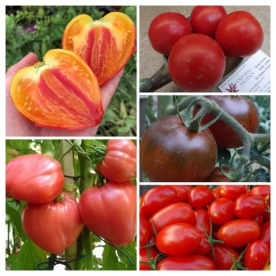 Russische Tomaten Samenmischung 20+ Samen - Russian TOMATO SEED MIX P 607