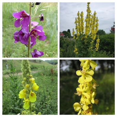 Königskerzen Sortiment AUS 4 SORTEN 275+ Samen - Verbascum Mullein V 200