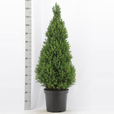 Picea glauca Conica Zuckerhutfichte Fichte verschiedene Größen zur Auswahl