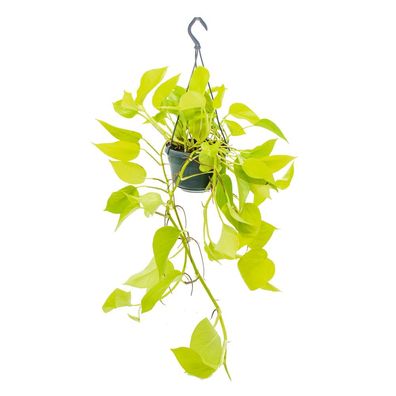 Zimmerpflanze zum Hängen - leuchtende Efeutute - Epipremnum Golden Pothos - Scinda