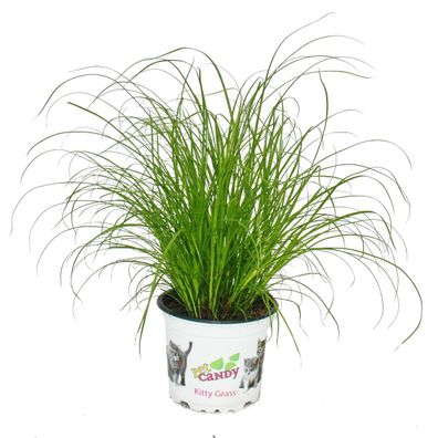 Katzengras - Cyperus alternifolius - 3 Pflanzen - zur Verdauungsunterstützung von