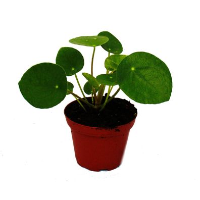 Mini - Pilea peperomioides - Glückstaler - Chinesischer Geldbaum - Bauchnabelpflan