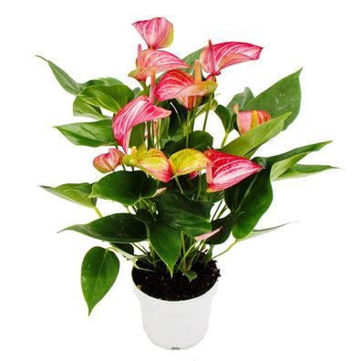 Flamingoblume - Anthurium andreanum - Anthurie - 14cm Topf - mehrfarbig blühend