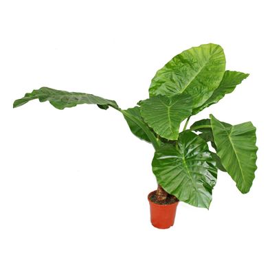 Alocasia cucullata 21cm Solitärpflanze - Elefantenohr, Höhe 80cm-100cm