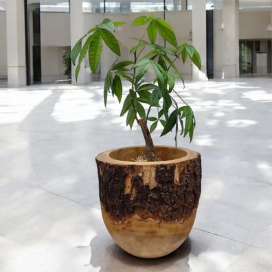 Mango Holz Übertopf Massiv Blumentopf Pflanze Pott Natur Braun Schale Dekoration