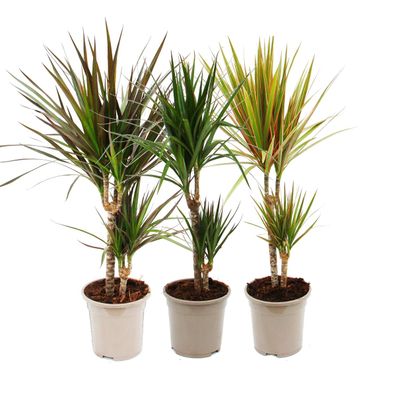 3er Set aus verschiedenene Drachenbäumen - Dracaena marginata - 17cm - 2er Tuff