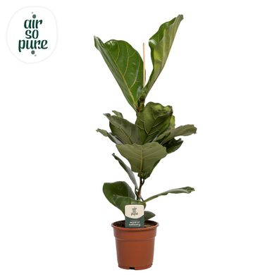 Ficus Lyrata - Ø17cm - 60cm - Zimmerpflanze - Immergrün