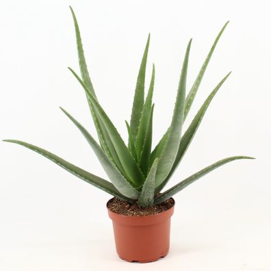 Aloe Vera - Ø19cm - 70cm - Zimmerpflanze - Immergrün - Kakteen und Sukkulenten