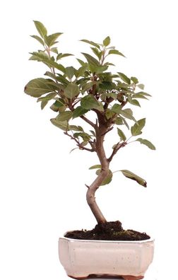 Bonsai - Malus spec., Zier-Apfel 223/67