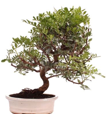 Bonsai - Pistacia lentiscus, Pistazie 223/77