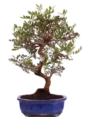 Bonsai - Pistacia lentiscus, Pistazie 223/78