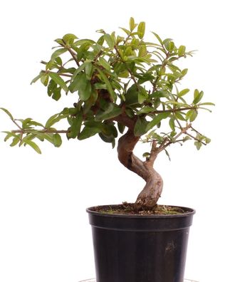 Bonsai - Punica granatum var. nana 'Nejikan' , Granatapfel 223/87