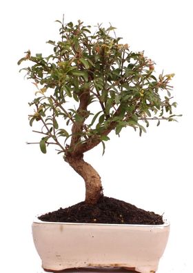 Bonsai - Punica granatum var. nana , Granatapfel 223/80