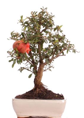 Bonsai - Punica granatum var. nana , Granatapfel 223/81