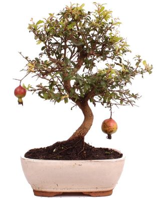 Bonsai - Punica granatum var. nana , Granatapfel 223/84