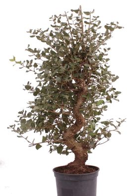 Bonsai - Quercus suber, Korkeiche 223/88