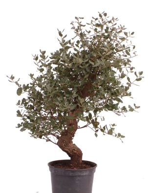 Bonsai - Quercus suber, Korkeiche 223/89