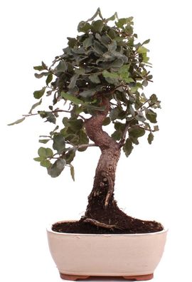 Bonsai - Quercus suber, Korkeiche 223/92