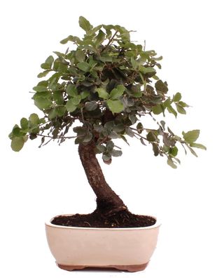 Bonsai - Quercus suber, Korkeiche 223/93