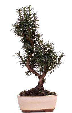 Bonsai - Taxus media, Eibe 223/94