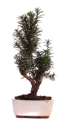 Bonsai - Taxus media, Eibe 223/95