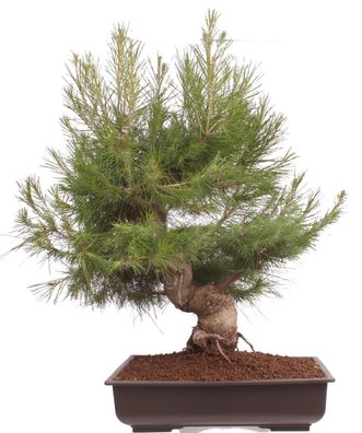 Bonsai - Pinus halepensis, Aleppo Kiefer 223/72