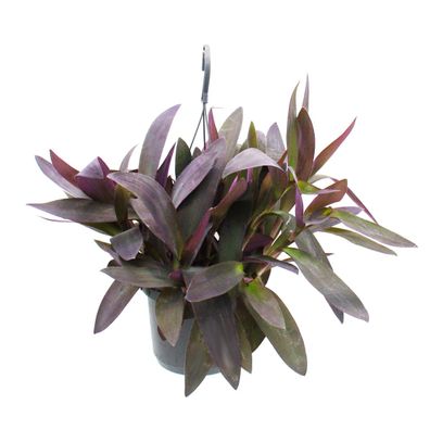 Zimmerpflanze zum Hängen - Tradescantia pallida Purple Heart - Rotblatt - Dreimast