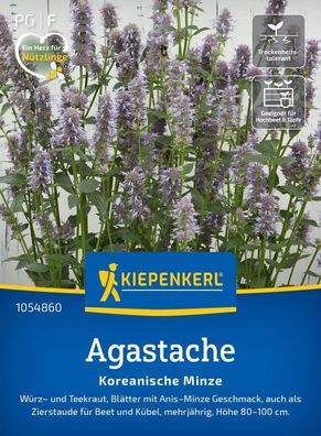 Agastache Koreanische Minze, Würz- und Teekraut - Anis-Geschmack