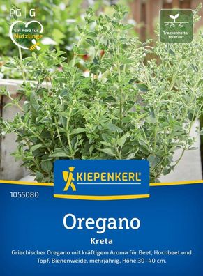 Oregano Kreta, Griechischer Oregano mit kräftigen Aroma - Beet, Hochbeet u