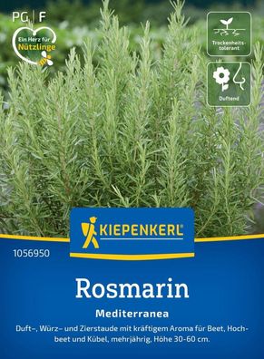 Rosmarin Mediterranea, Duft-, Würz- und Zierstaude mit kräftigem Aroma