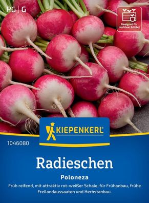 Radieschen Poloneza, früh reifend - für Früh- und Herbstanbau im Beet,