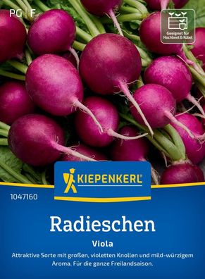 Radieschen Viola, Attraktive Sorte - violette Knollen - für die gesamte