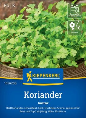 Koriander Jantar, Blattkoriander - schossfest- für Beet und Topf - Höhe 30-40 cm