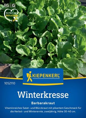 Winterkresse Barbarakraut, Vitaminreiches Salat- und Würzkraut