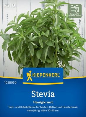 Stevia Honigkraut, Topf-, und Kübelpflanze für Garten, Balkon und Fensterbank