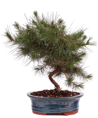 Bonsai - Pinus halepensis, Aleppo Kiefer 223/09