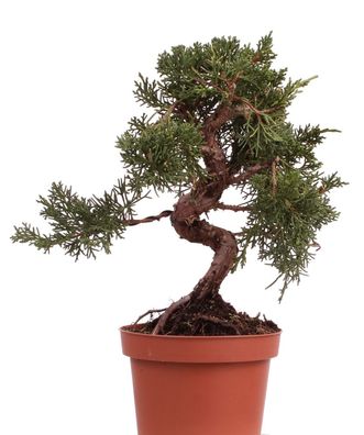 Bonsai - Juniperus chinensis 'Kyushu', Chinesischer Wacholder 223/48