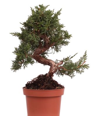 Bonsai - Juniperus chinensis 'Kyushu', Chinesischer Wacholder 223/56