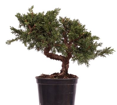 Bonsai - Juniperus chinensis 'Kyushu', Chinesischer Wacholder 223/58