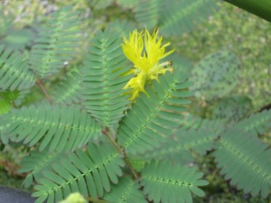 Wassermimose , 10 Samen, Neptunia oleracea, Teichpflanze, Schwimmpflanze