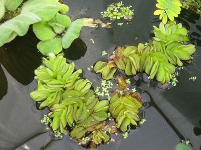 Büschelfarn, Salvinia, Schwimmpflanze Teichpflanzen Teichpflanze