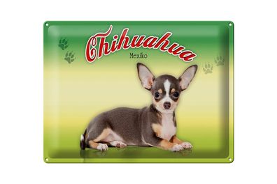 Blechschild Hund 40x30cm Chihuahua Mexiko Wanddeko